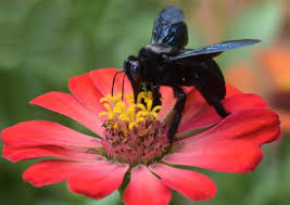 Bee Image 16