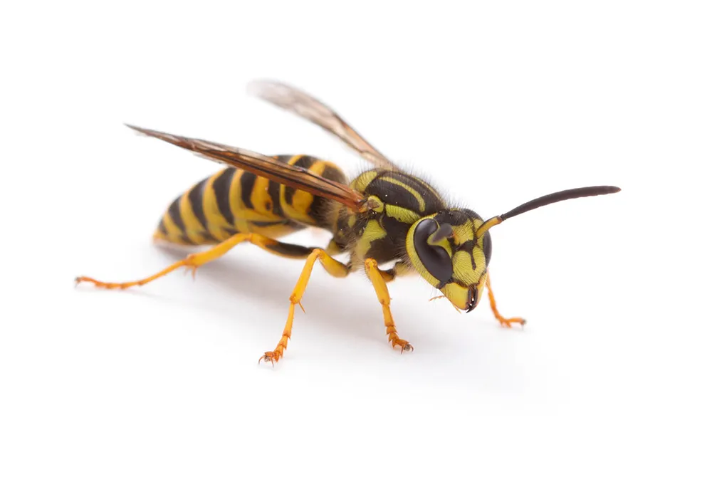 Bee Image 1
