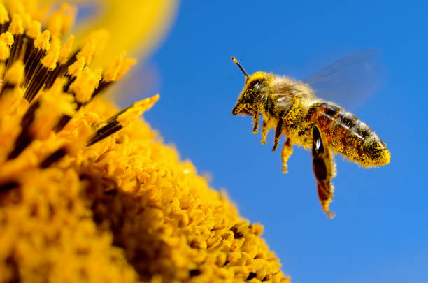 Bee Image 2