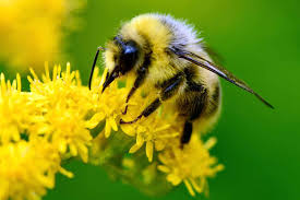 Bee Image 8