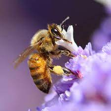 Flying Bee